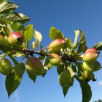 crab apples