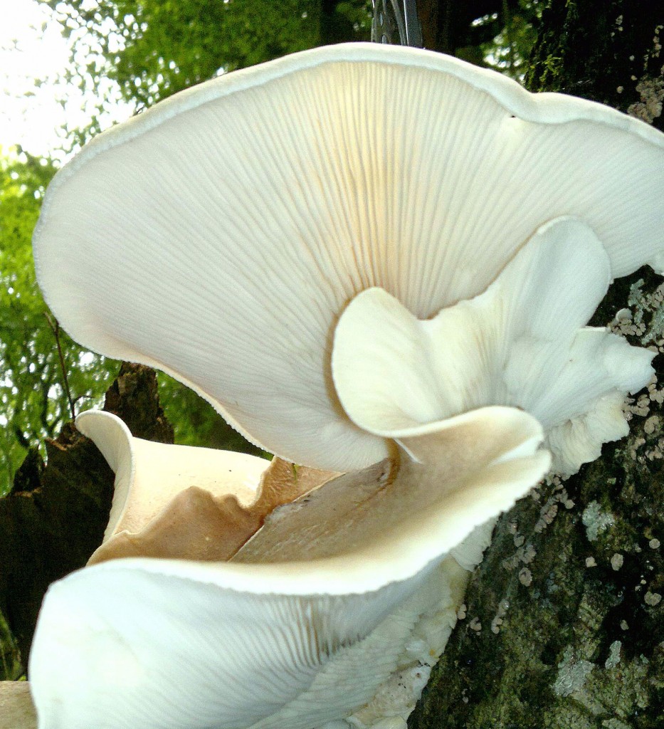 oyster mushroom