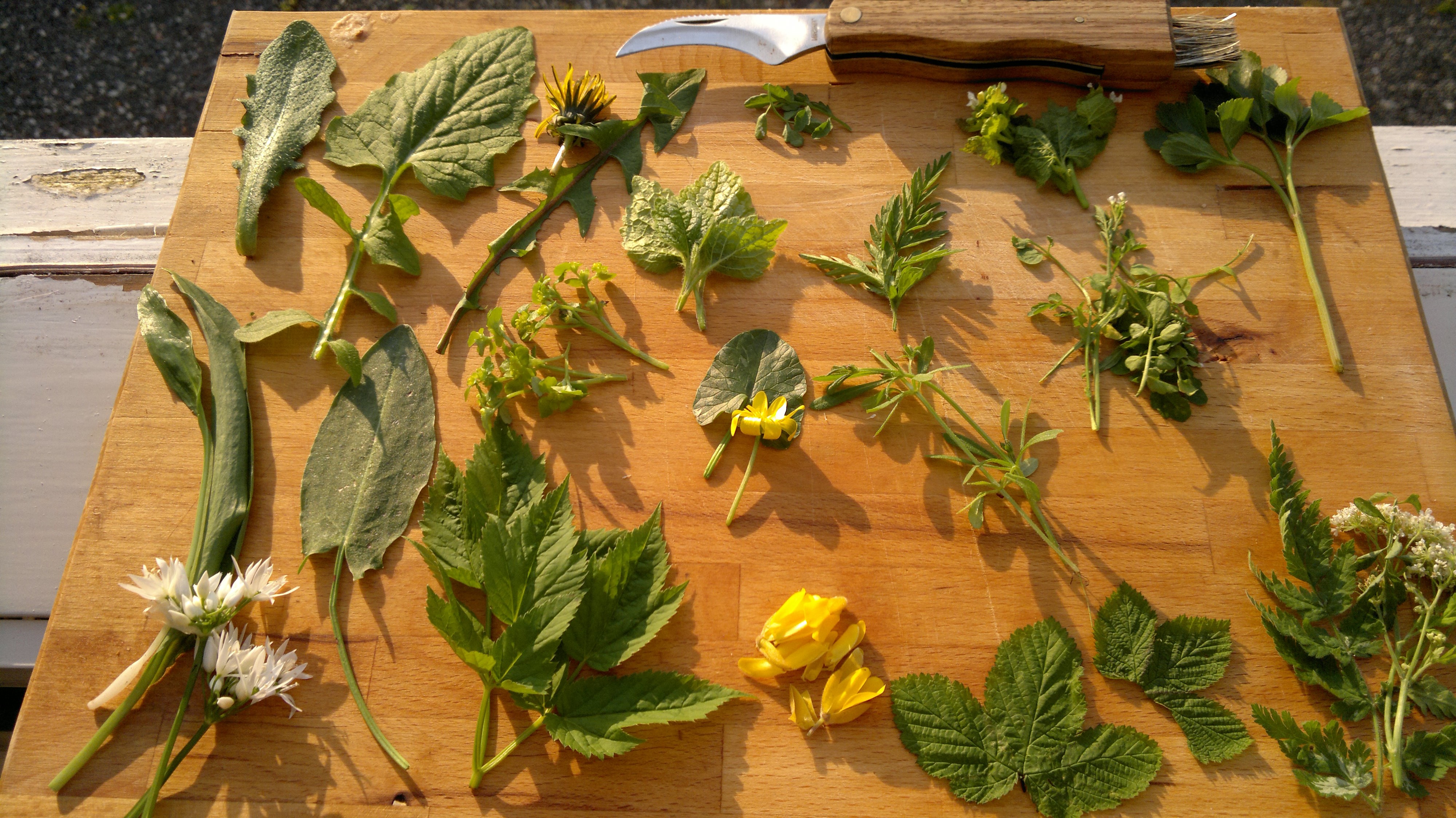 spring wild food pallette