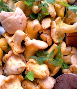 Chanterelles