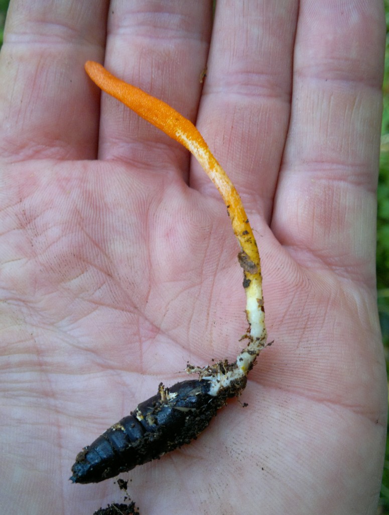 cordyceps militaris