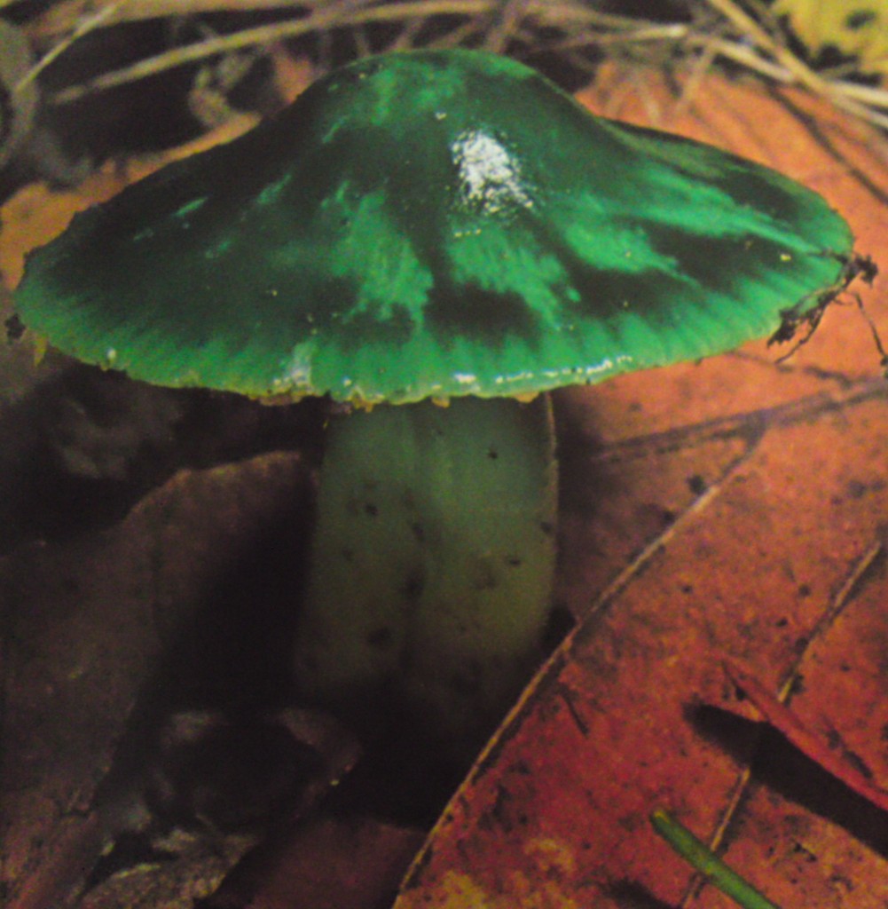 parrot wax cap