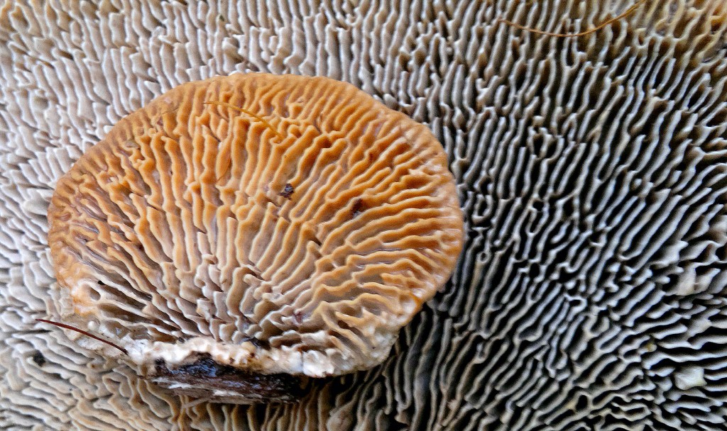 mazegill close up