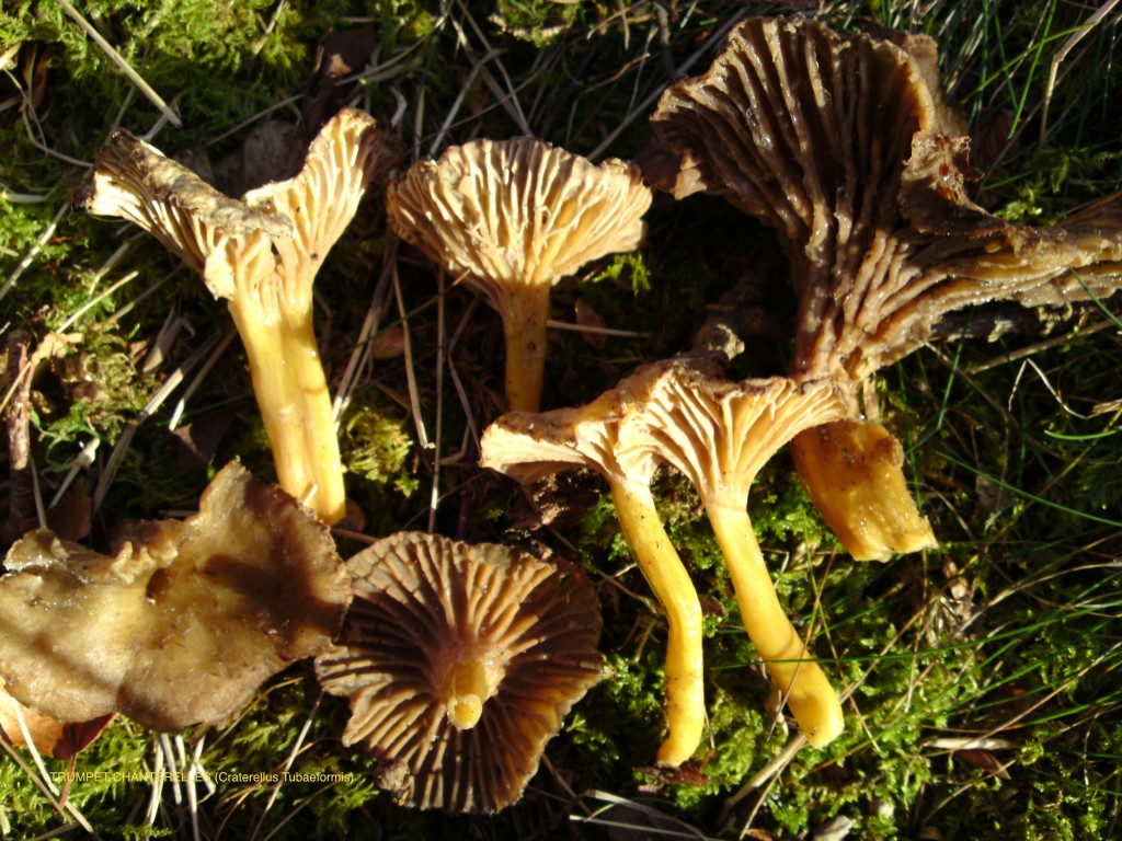 Winter chanterelle