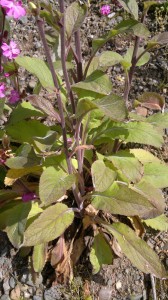 foxglove basal leaves