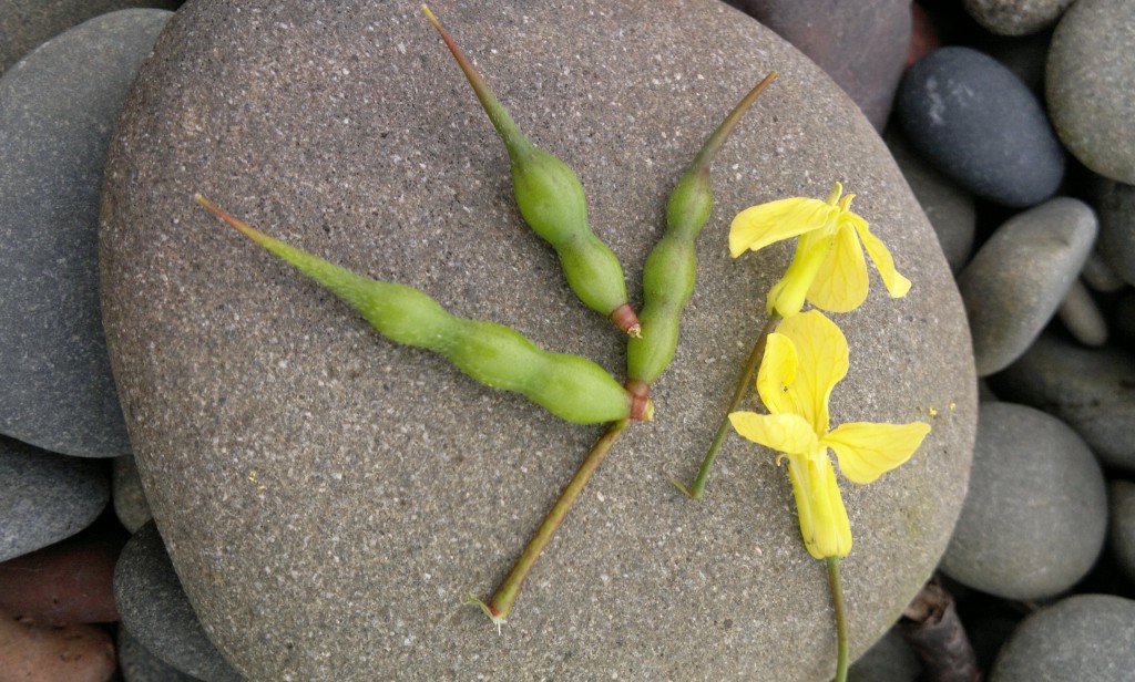 Sea Radish siliques and flowers - mustardy spice