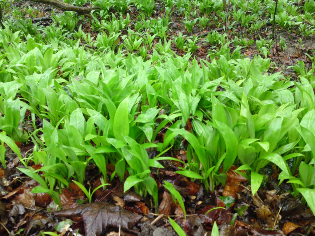 Wild Garlic
