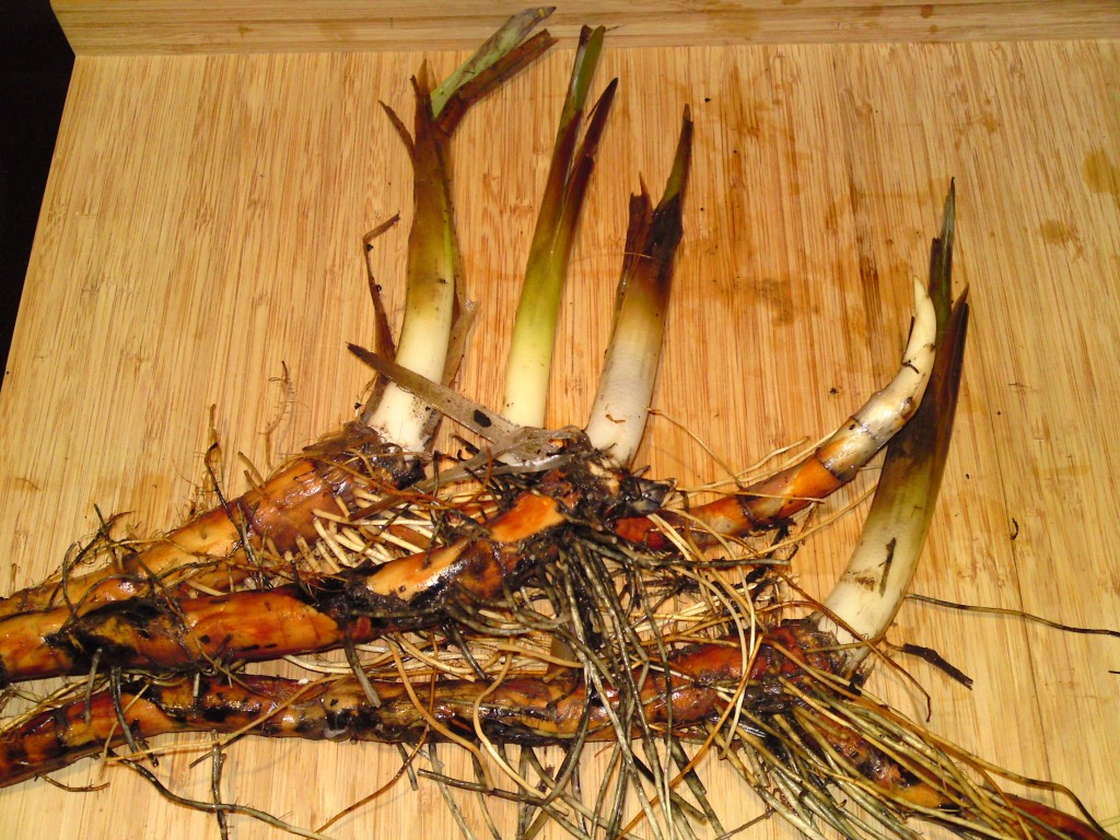 Rhizomes with very young shoots