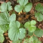 Wood avens
