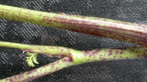 The hairless, purple-blotched stems of hemlock are quite distinctive