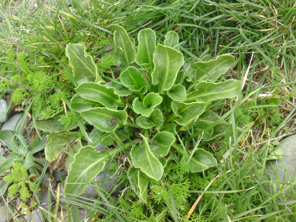 Sea Beet