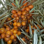 sea buckthorn berry