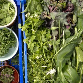Spring wild foods
