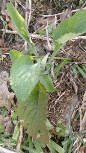 foxglove leaves