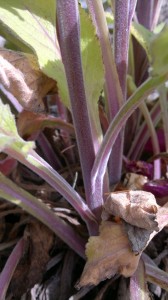foxglove stems