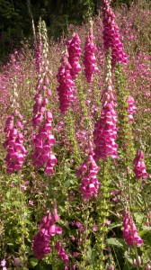 foxgloves