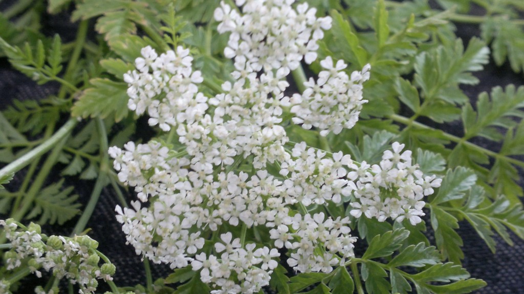 Hemlock flower