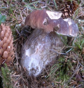 cep
