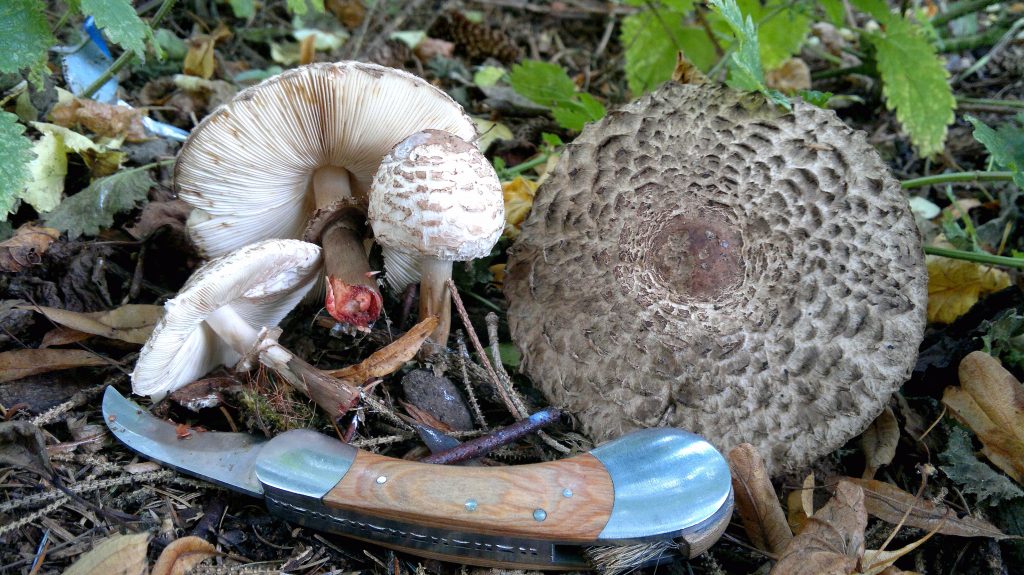 shaggy-parasols5