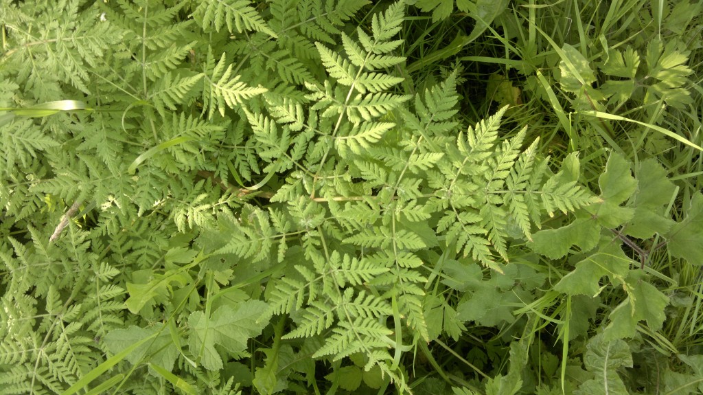 Sweet cicely