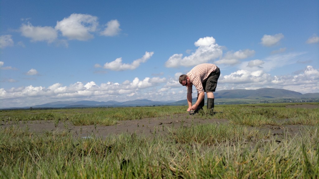 samphire harvest