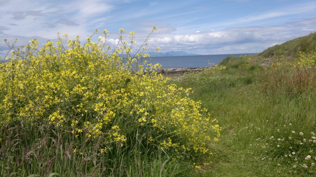 sea radish view
