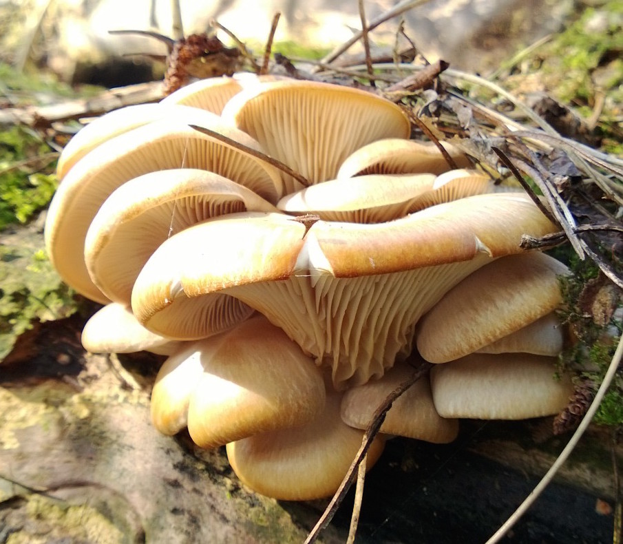 Oyster Mushroom