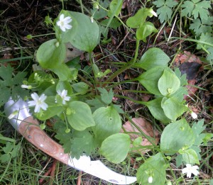 Pink Purslane