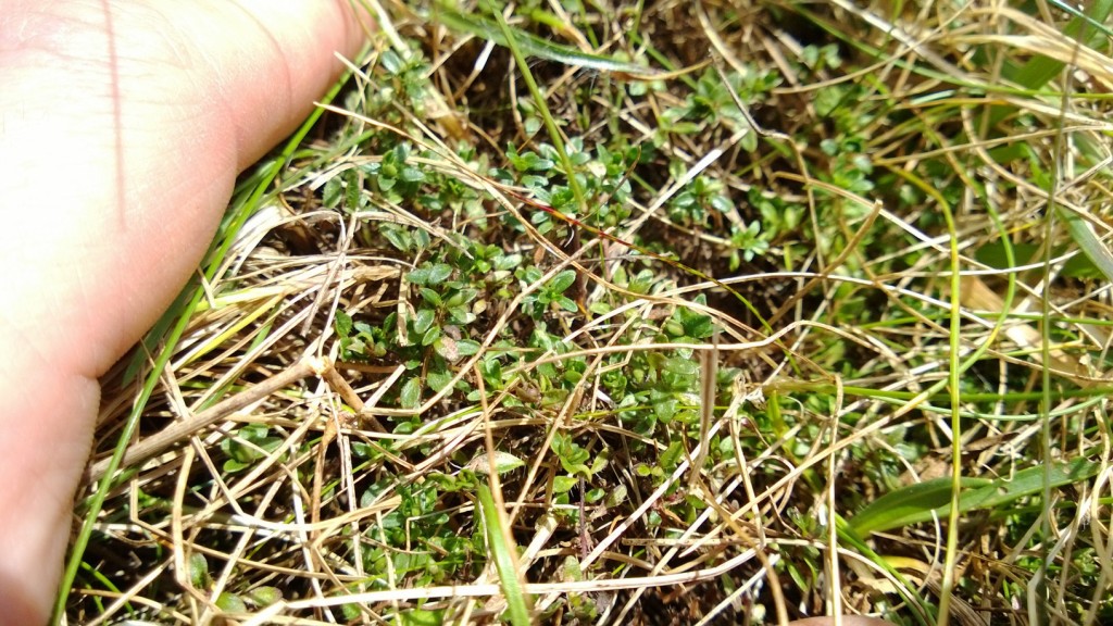 Wild Thyme
