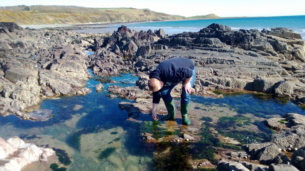 Seeking sea lettuce in rockpools