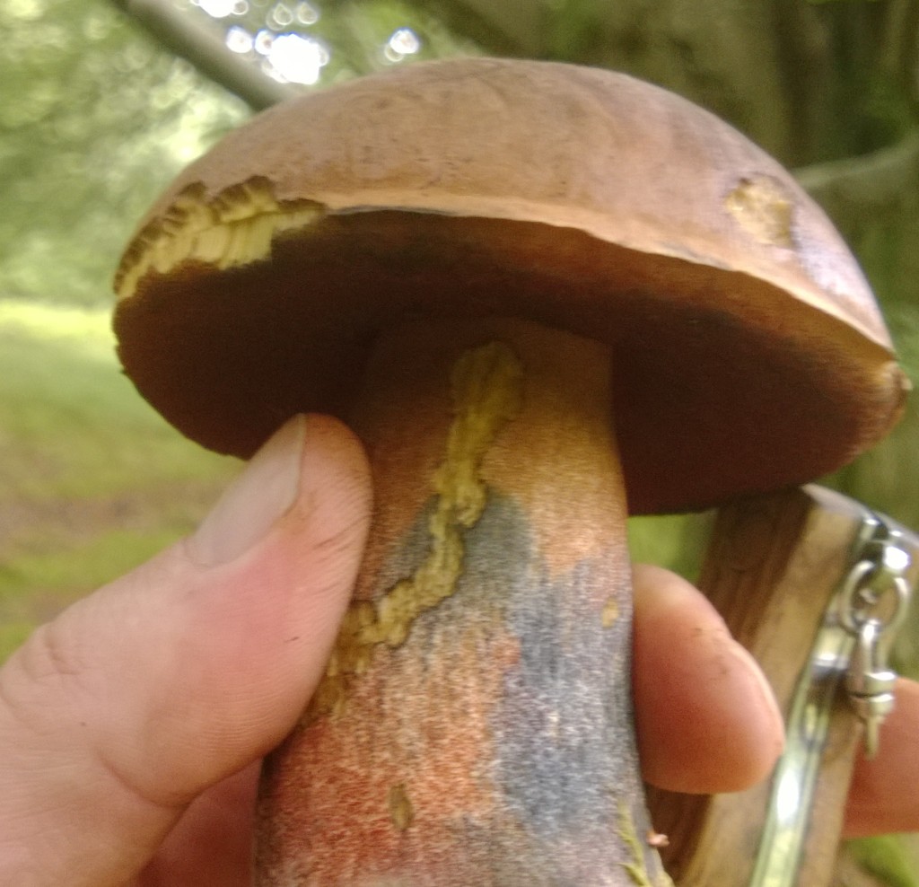 Note the dots, no sign of a net pattern on scarletina bolete