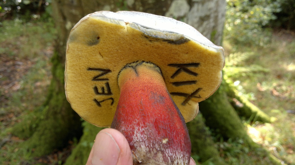 boletus calopus with writing