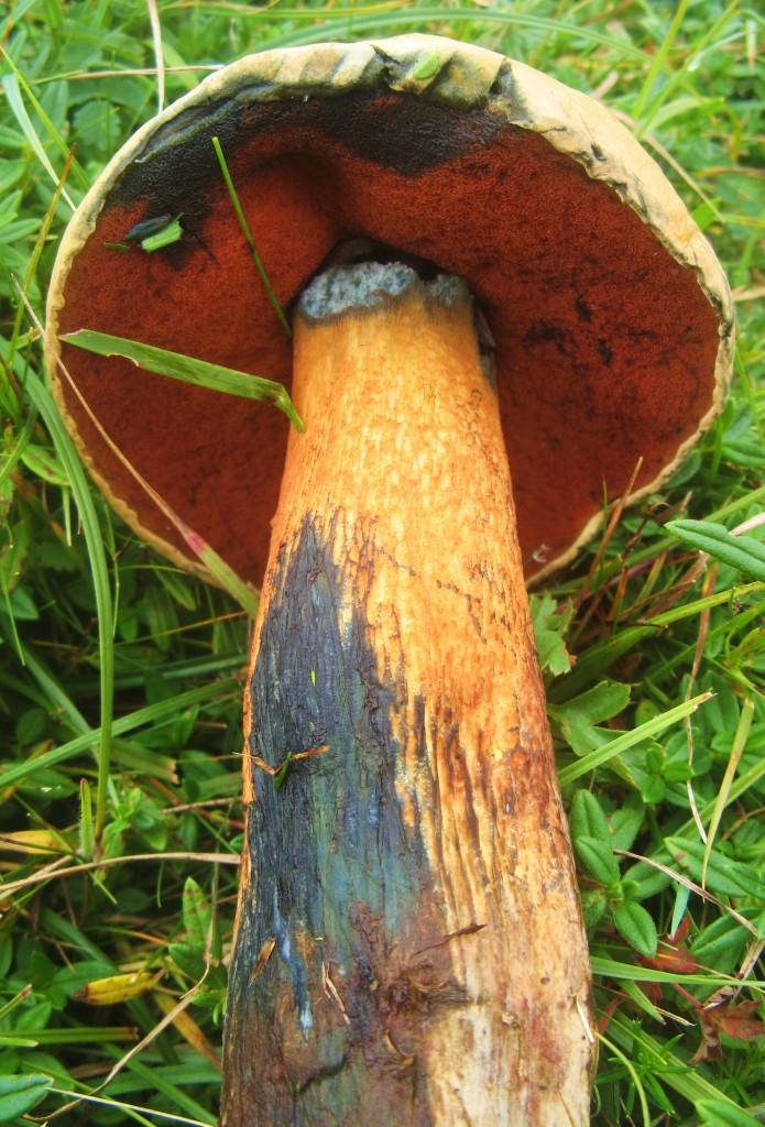 red foot bolete3 erythropus