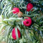 Yew berries
