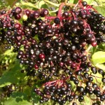 Elderberries