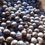 Sloes