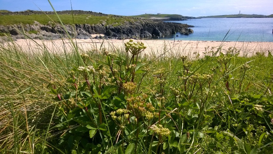Scots lovage