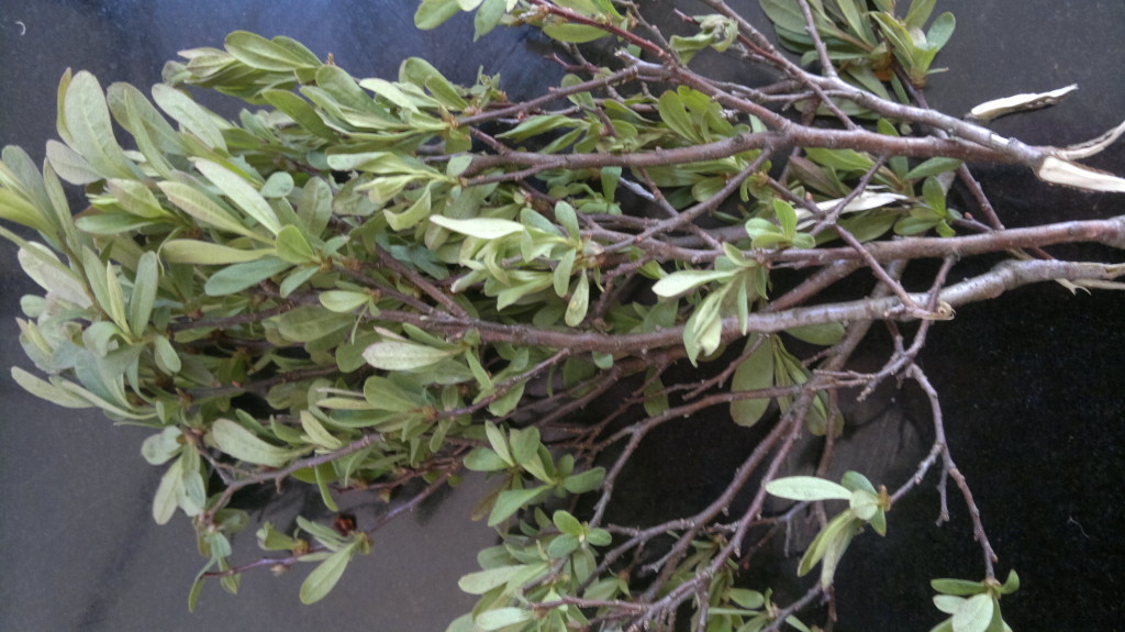 Bog Myrtle, Myrica gale. Fabulous aromatics, very bitter