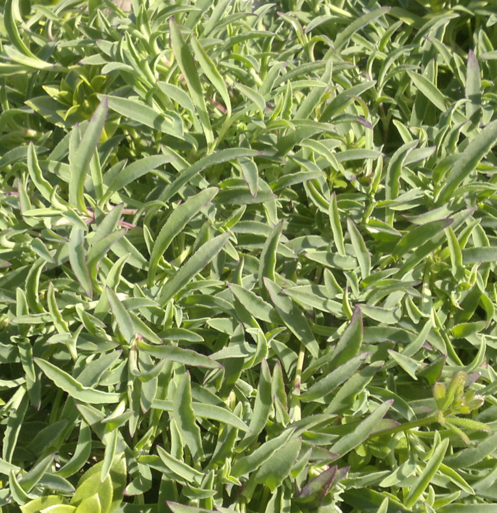 sea campion foliage