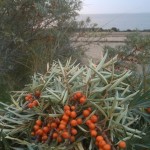 Sea Buckthorn