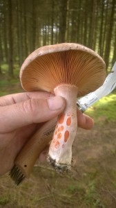 Saffron milkcap