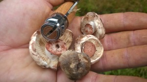 Blackening Brittlegill, with opinel mushroom knife