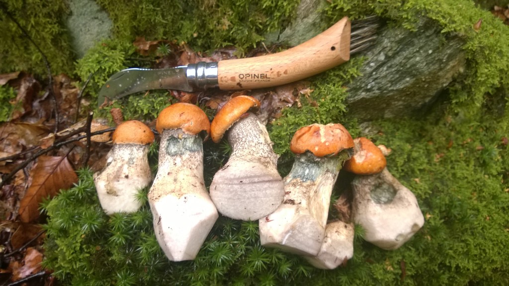 Rather roughly trimmed orange birch boletes
