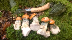 Rather roughly trimmed orange birch boletes