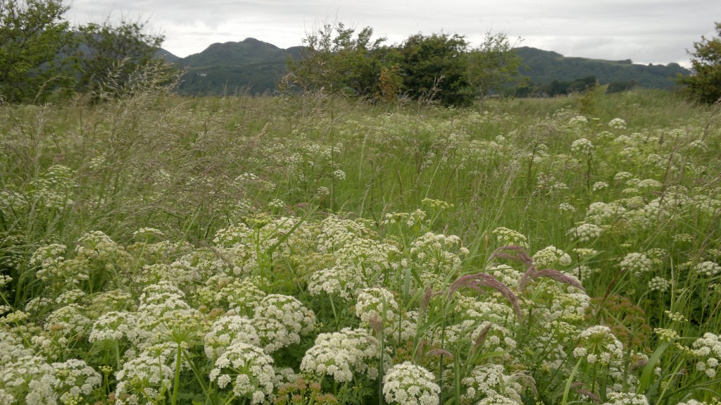 Hemlock Water-dropwort "water meadow", June