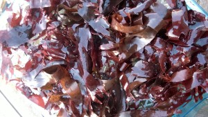 Dulce ready for drying