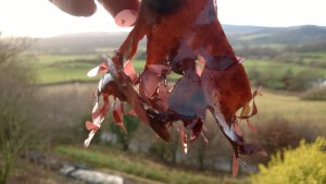 Dulse