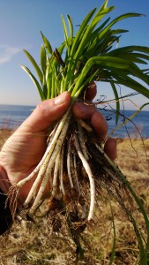 Few-Flowered Leek (allium paradoxum)