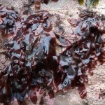 dulse on rock
