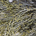 egg wrack close